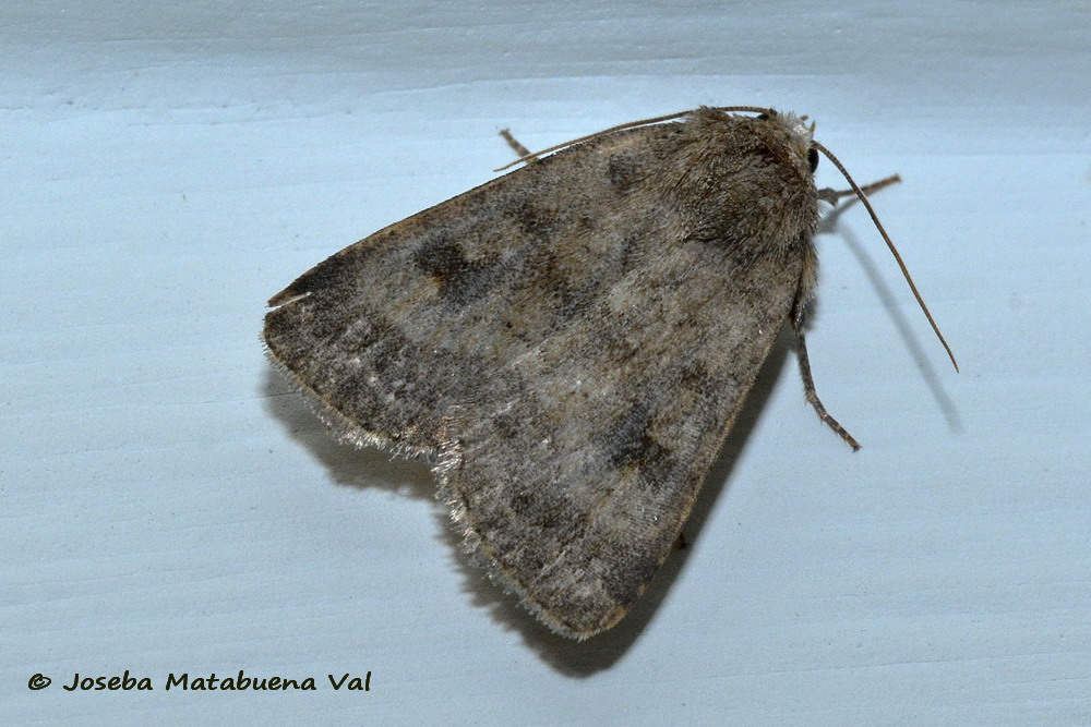 Eteroceri del mese di aprile, dal confino